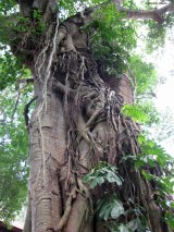 Sacred Monkey Forest - Ubud