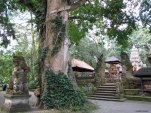 Sacred Monkey Forest - Ubud